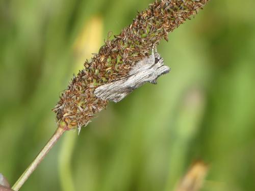 Calophasia platyptera